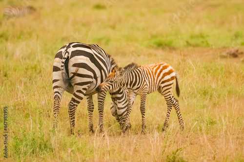 z  bre de Burchell Equus burchelli avec un jeune  b  b   Afrique Kenya