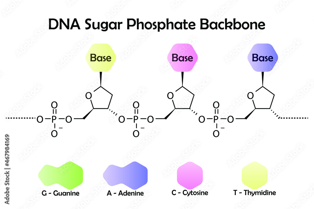 Diagram Showing Molecular Structure Of DNA Sugar Phosphate Backbone 