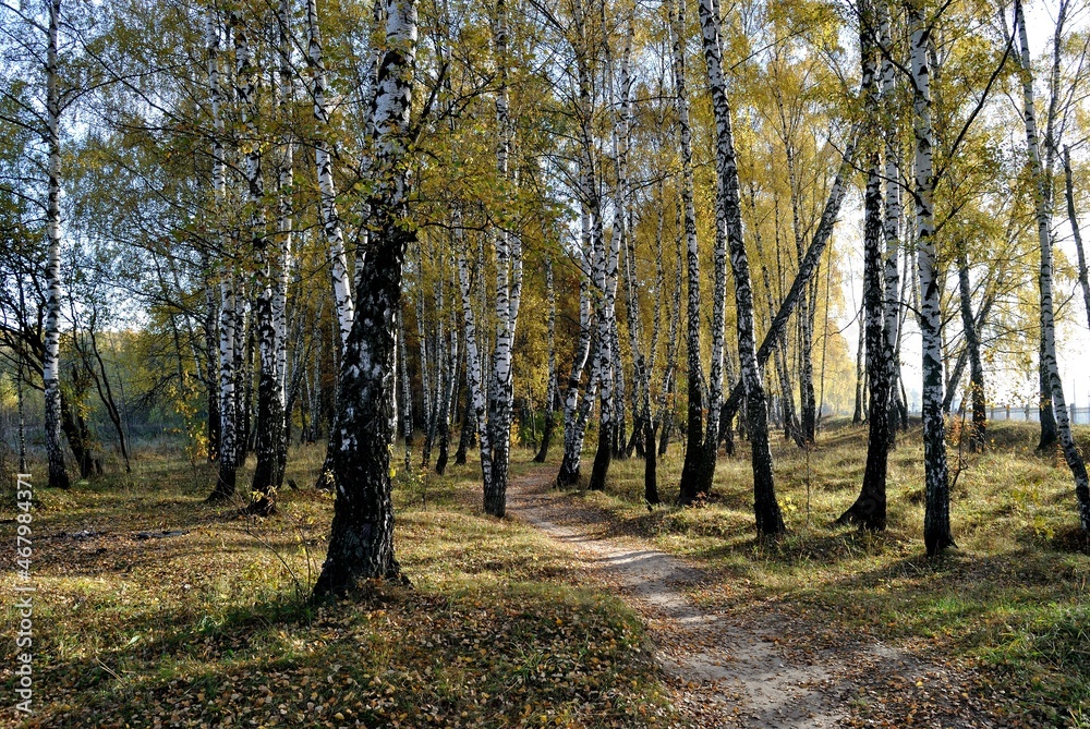 Fototapeta premium Autumn walks in the fields, the beauty of autumn nature