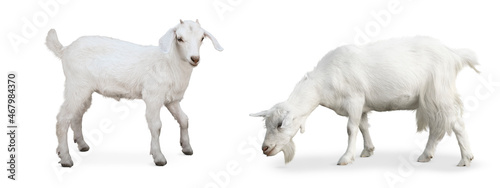 Cute domestic goats on white background, collage. Banner design
