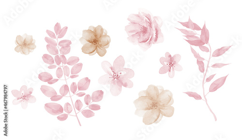 Pink flowers watercolor rose illustration. Watercolour Pink Beige floral isolated element set. 