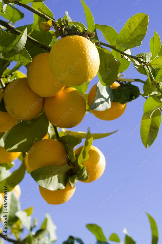 Fresh Mediterranean oranges.  Close up view with blurred background.  Colorful scenic view. Vertical shot with focus on foreground.  Copy space.