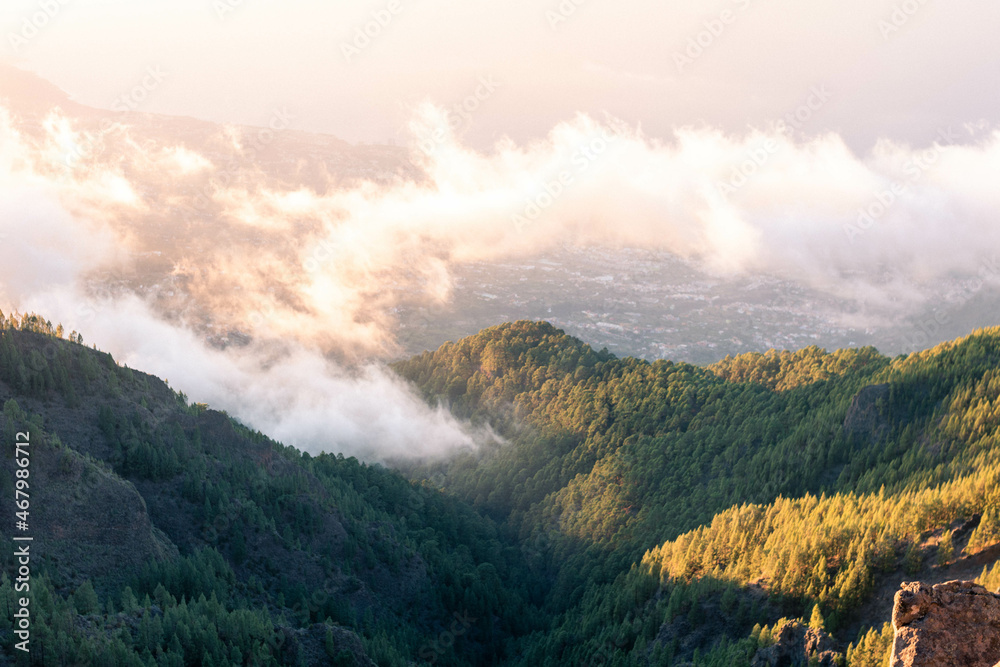 Beautiful landscape of pine trees among clouds at sunset. Viewpoint at Tenerife island