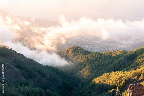 Beautiful landscape of pine trees among clouds at sunset. Viewpoint at Tenerife island