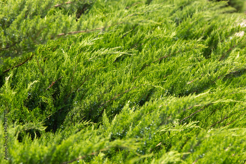 Natural green background. Branches juniper in garden. Juniperus excelsa.