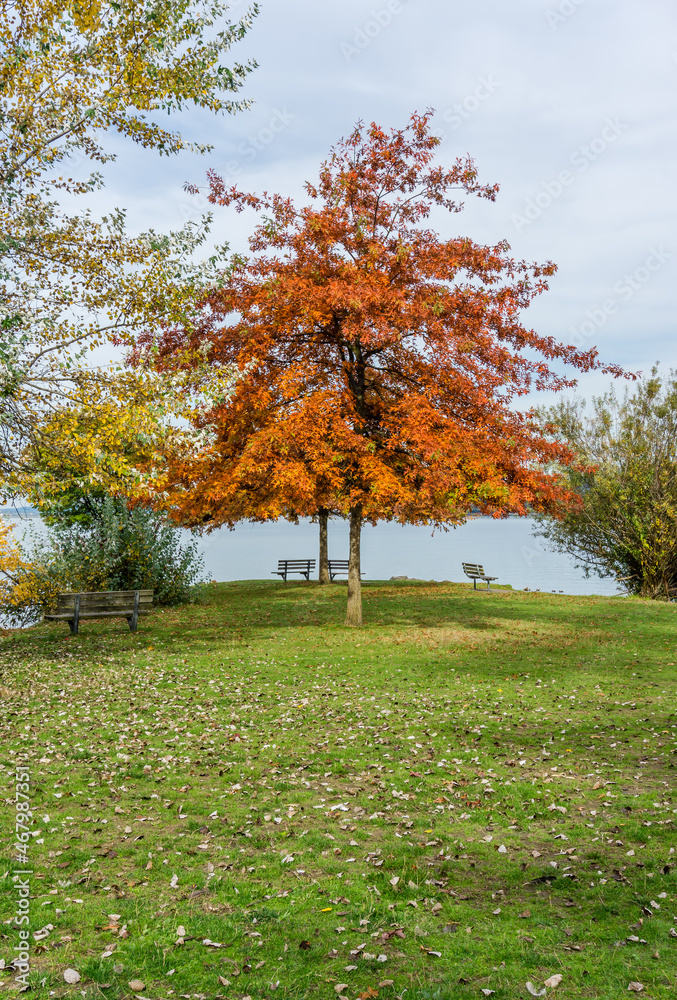 Naklejka premium Brilliant Orange Autumn Tree 3