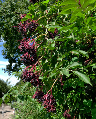  Bez czarny, dziki bez czarny (Sambucus nigra L.)  jego owoce zawierają dużo witamin i są stosowanw w wielu preparatach ziołowych