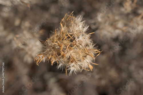 Rubber rabbitbrush seed head in the Fremont-Winema Forest in Southern Oregon. photo