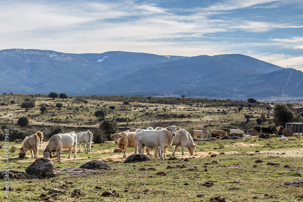 Fototapeta premium herd of sheep