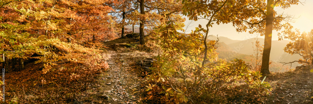 Autumn sun warmly shining through the golden foliage of a magical forest. Autumn banner. Autumn sun warmly shining through the golden foliage of a magical forest. Autumn banner.