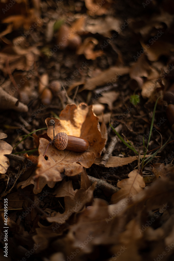 Fototapeta premium Autumn in the park