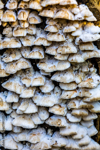 Macro Mushroom Growth on Forest Log