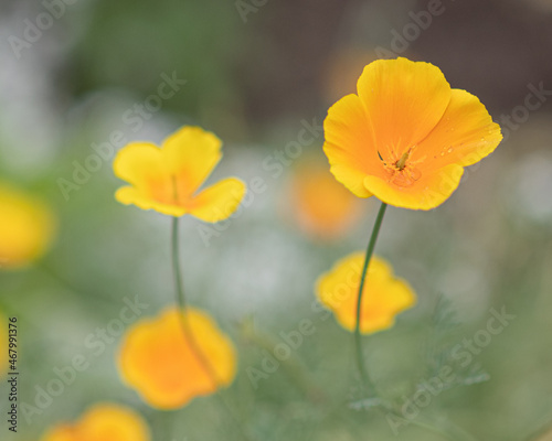 flowers in the field