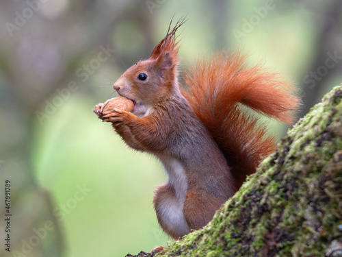 Red squirrel  Sciurus vulgaris  with long pointed ears in autumn scene.