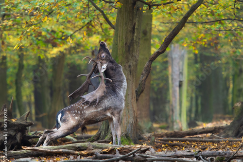 Fallow deer (Dama dama) during the rutting season
