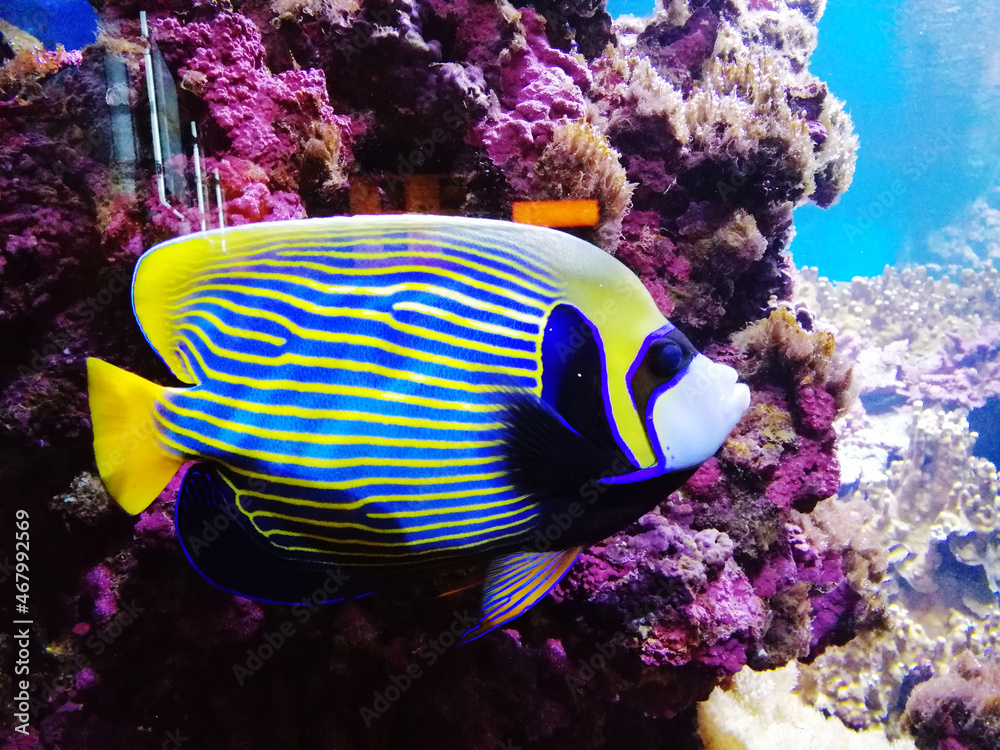 Fototapeta premium tropical coral reef