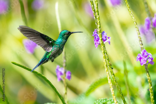 A young glittering Blue-chinned Sapphire hummingbird, Chlorestes notata, hovering in a sea of purple Vervain flowers in bright sunlight.