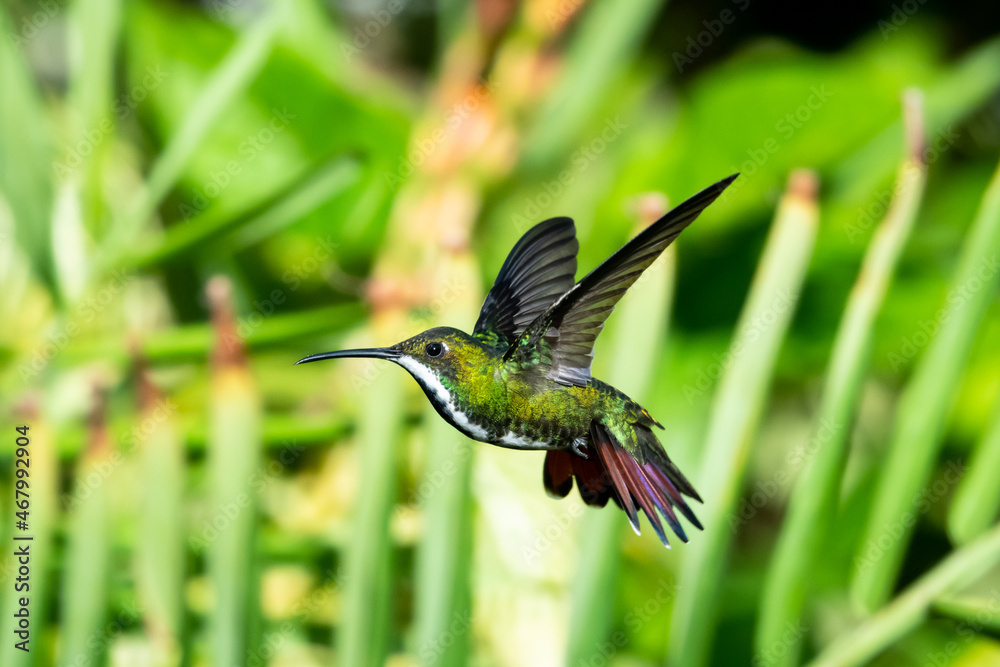 Fototapeta premium Glittering Black-throated Mango hummingbird, Anthracothorax nigricollis, hovering in a unique position with natural green plants blurred in the background