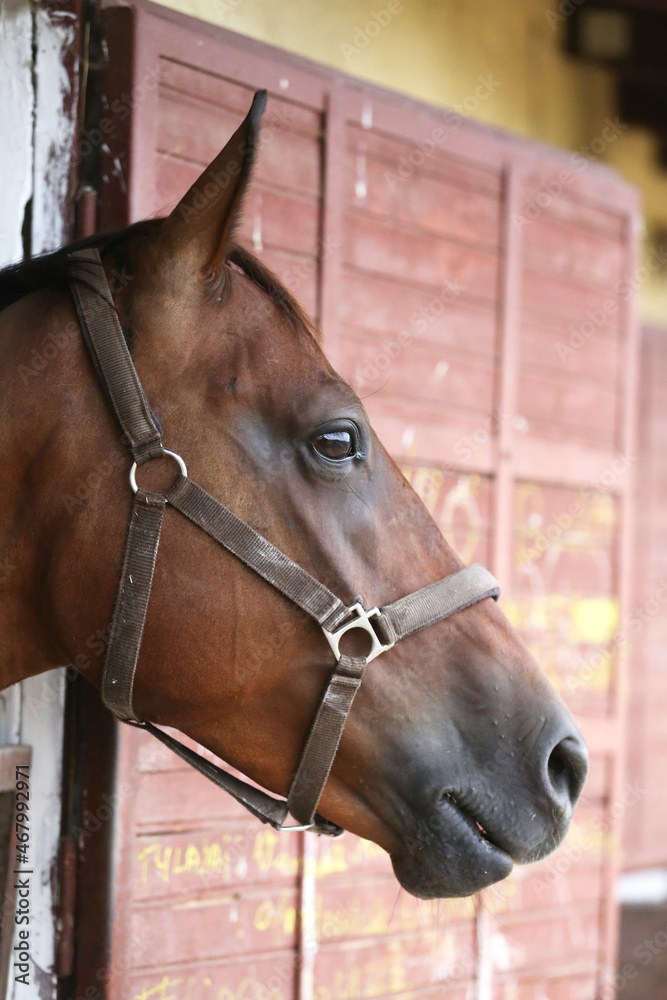 Fototapeta premium Young racehorse head looks out from the stable in summer.