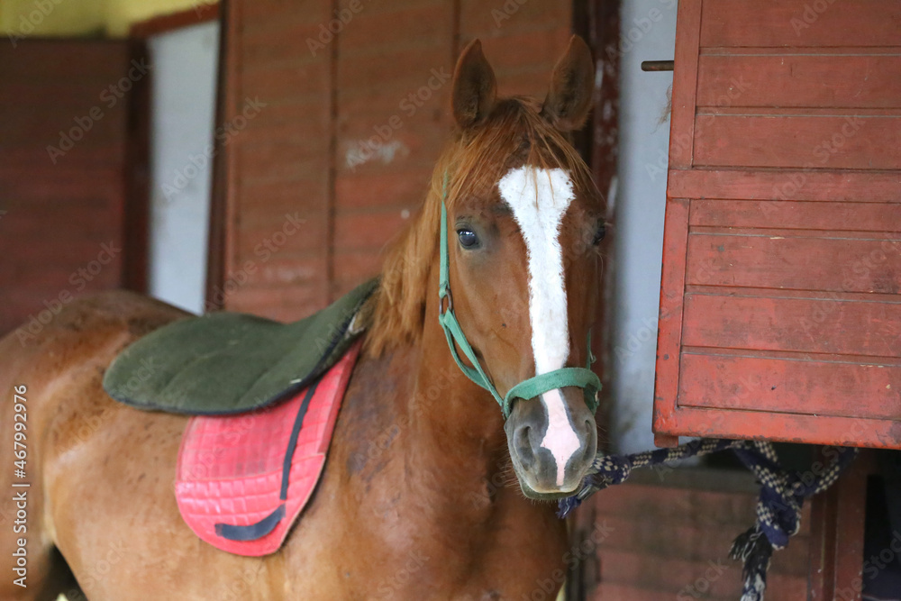 Fototapeta premium Young racehorse head looks out from the stable in summer.