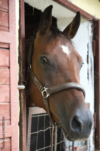 Young racehorse head looks out from the stable in summer.