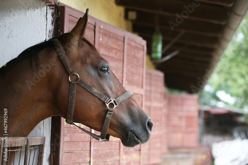 Young racehorse head looks out from the stable in summer.