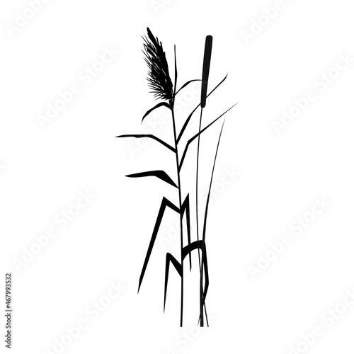 Black silhouette of reeds, sedge,  cane, bulrush, or grass on a white background.Vector illustration.