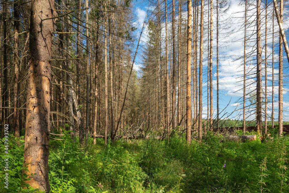 Fototapeta premium Old abandoned forest road at the edge of the forest