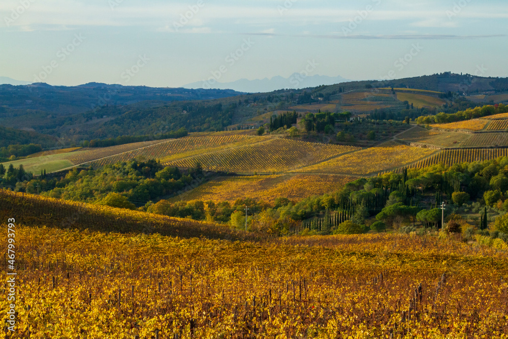 Vigneto, colline e alberi della campagna del Chianti in Toscana