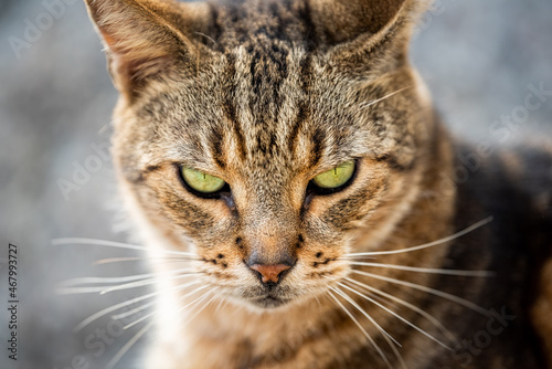 Feral wild tabby domestic cat macro closeup face portrait in South Pointe park of Miami Beach, Florida with bokeh background looking at camera green eyes