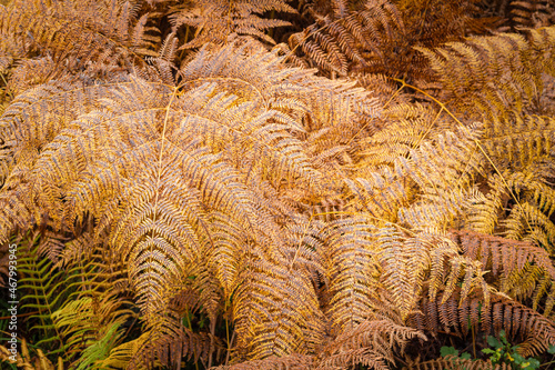 An autumnal 3 shot HDR image of Bracken fern, Pteridium aquilinum, aka Eagle Fern, near the shores of Loch Arkaig, Lochaber, Scotland. photo