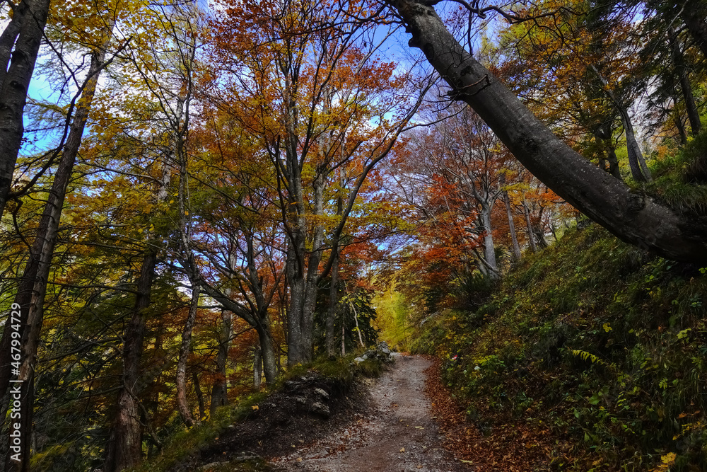 amazing colors from autumn on a smal hiking path through a mountain forest