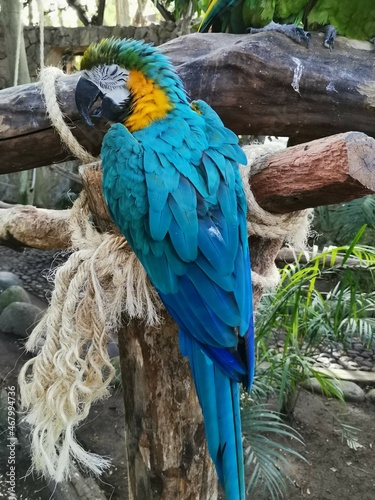 Guacamaya azul photo