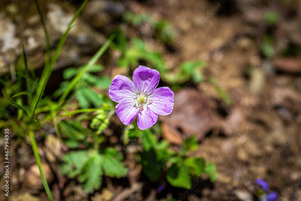 Macro closeup of one wild spotted geranium maculatum germanium crane's-bill purple violet flower head on forest woods floor in Wintergreen ski resort hiking trail of Virginia Macro closeup of one wild spotted geranium maculatum germanium crane's-bill purple violet flower head on forest woods floor in Wintergreen ski resort hiking trail of Virginia