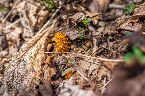 Macro closeup of one Conopholis americana squawroot or American cancer-root cancerroot on forest ground floor soil among dry autumn leaves in Wintergreen resort hiking trail, Virginia photo