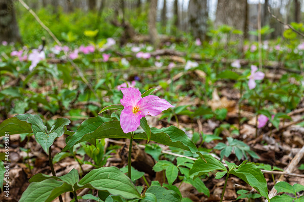 Purple pink wild soft trillium wildflowers flowers in early spring field at Virginia Blue Ridge Mountains of Wintergreen Resort on hiking nature forest trail Purple pink wild soft trillium wildflowers flowers in early spring field at Virginia Blue Ridge Mountains of Wintergreen Resort on hiking nature forest trail
