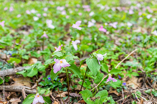 Many wild soft pink trillium wildflowers flowers in early spring field at Virginia Blue Ridge Mountains parkway of Wintergreen Resort on hiking hike nature forest woods trail