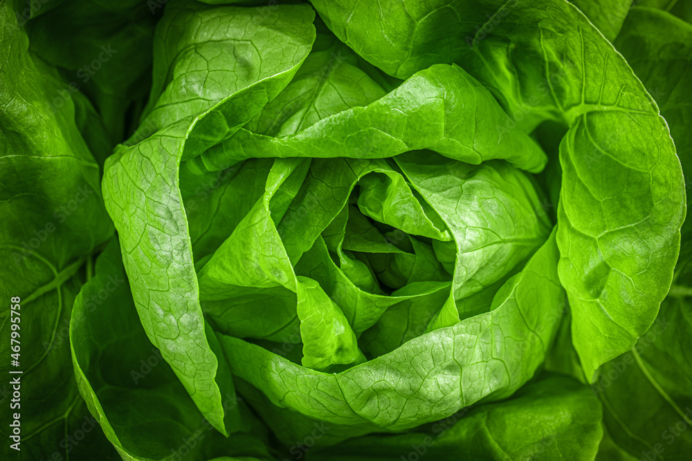 Closeup of leaves lettuce head with strong detailed texture and dark gradient at edges. Top view of fresh Butterhead lettuce or Bibb, Boston, Arctic King salad. Natural background. - obrazy, fototapety, plakaty 