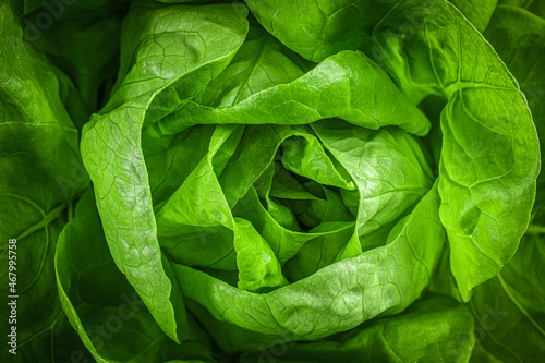 Vászonkép Closeup of leaves lettuce head with strong detailed texture and dark gradient at edges