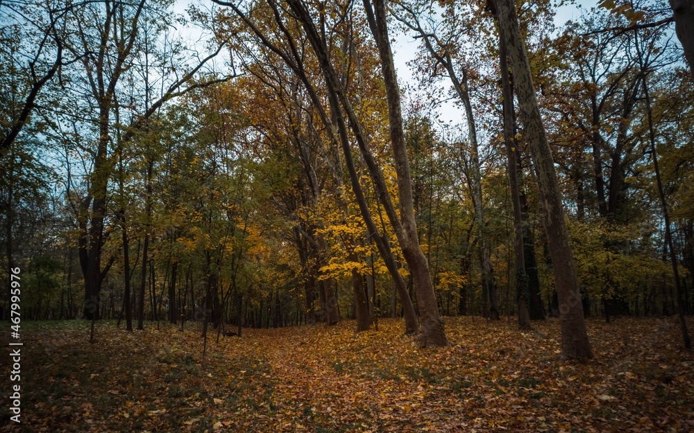 Fototapeta premium autumn in the park