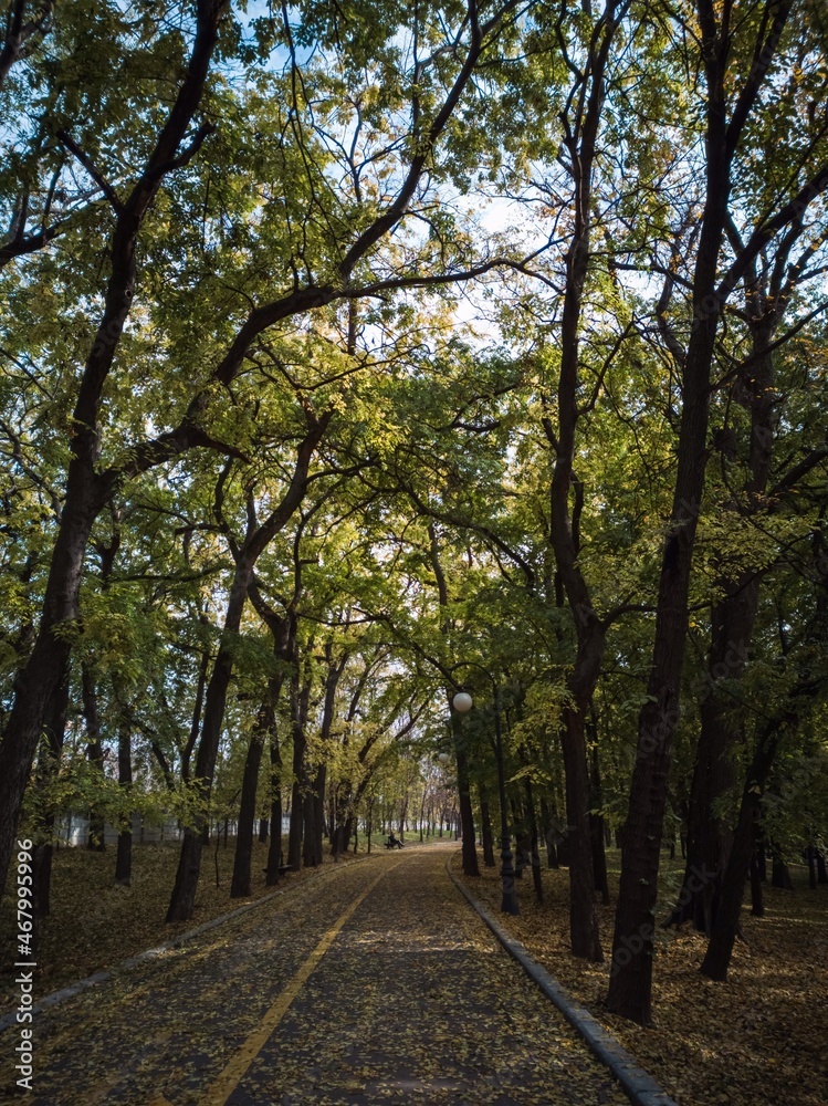 autumn in the park