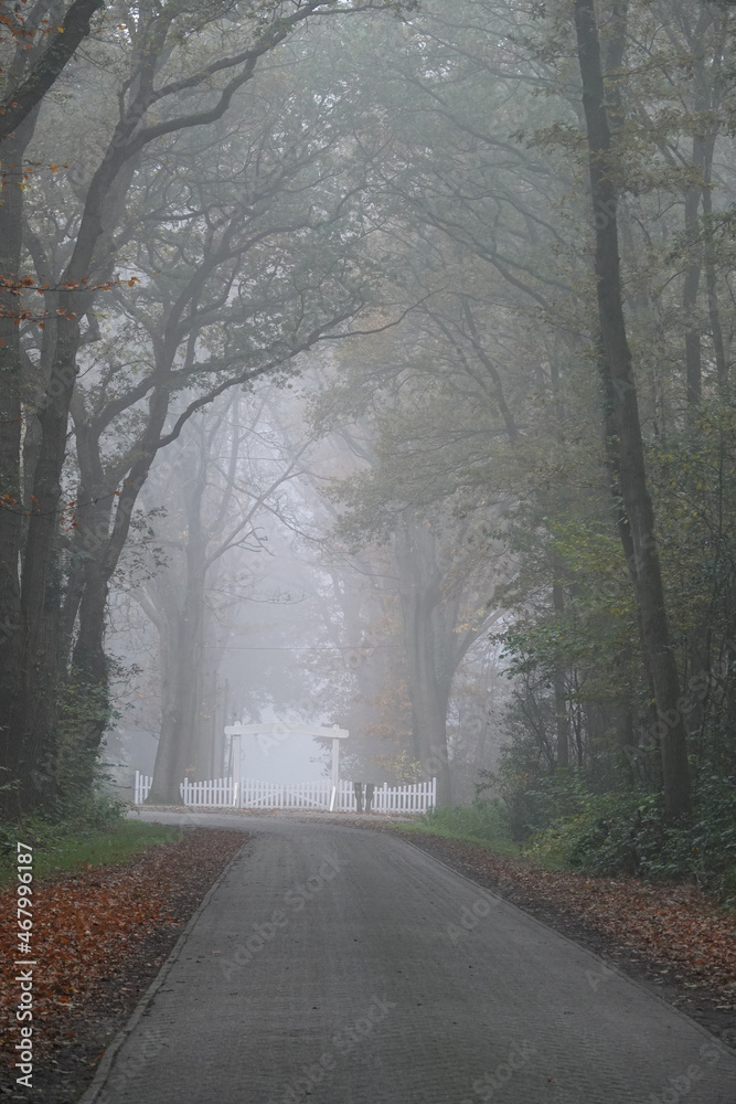 A foggy road through the forest. At the end is a white fence. It's autumn.