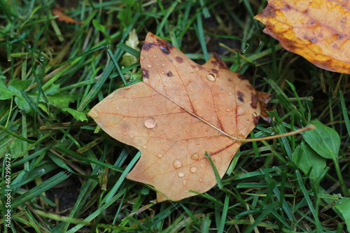 autumn leaf on the grass