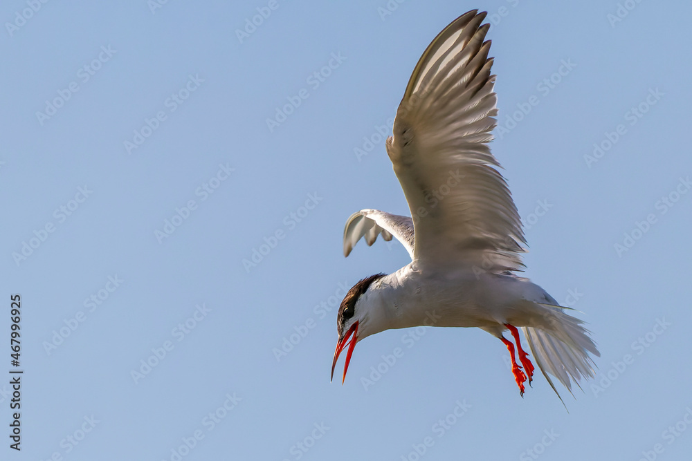 Obraz premium Bird in flight - Back-naped Tern