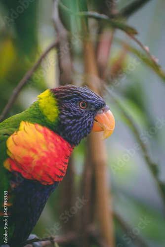 Tableau sur toile rainbow lorikeet parrot