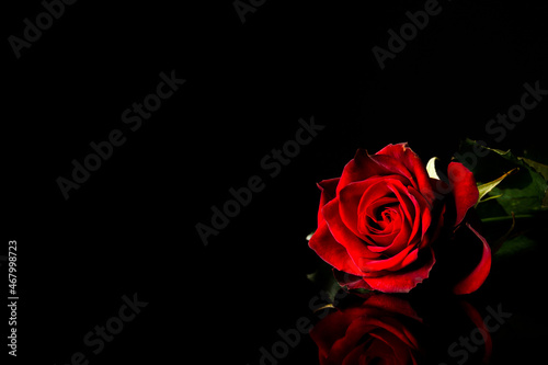 Red rose for Valentine's Day, Mother's Day, birthday, anniversary or wedding. With copy space on black background.