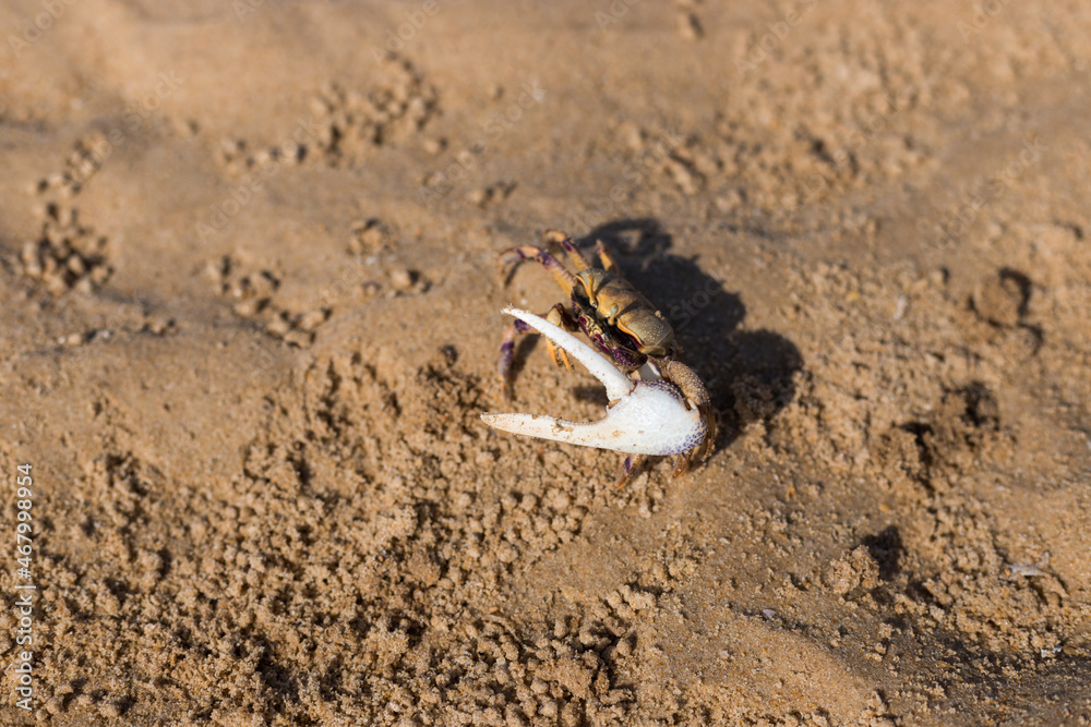 Crab closeup in the sand, Ria Formosa, Algarve Crab closeup in the sand, Ria Formosa, Algarve