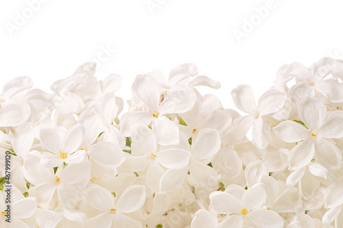 Lilac white flower © Olha