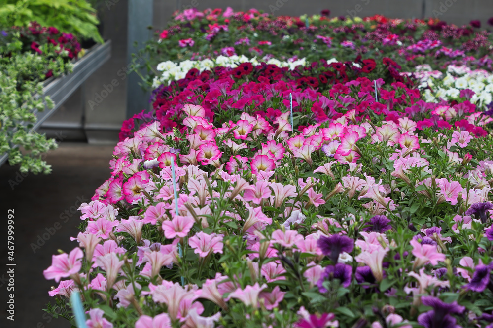 Tables of petunias growing in a greenhouse nursery