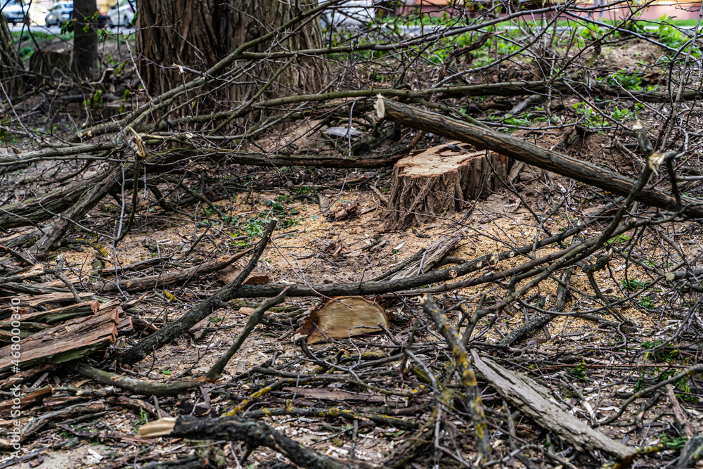 Outdoor damaged unprooted tree laying on the ground. Destroyed tree branches on the ground. Outdoor damaged unprooted tree laying on the ground. Destroyed tree branches on the ground.